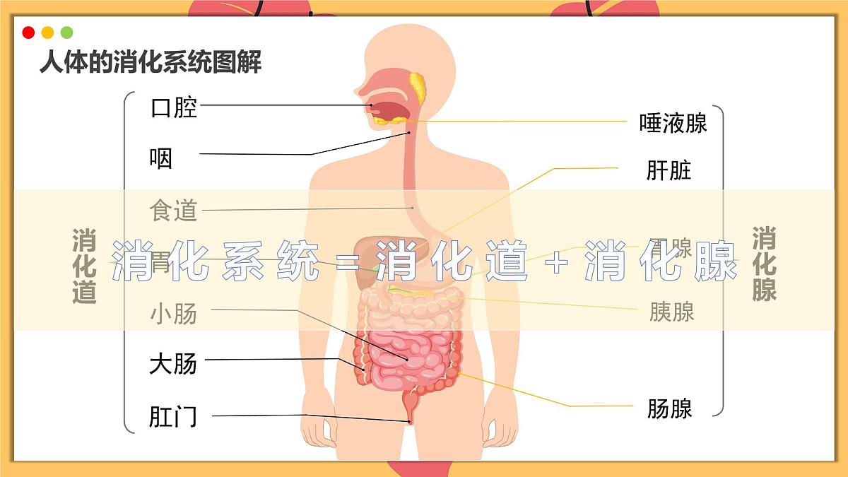 2024-2025学年人教版生物七年级下册 4.2.2 消化和吸收  课件第6页