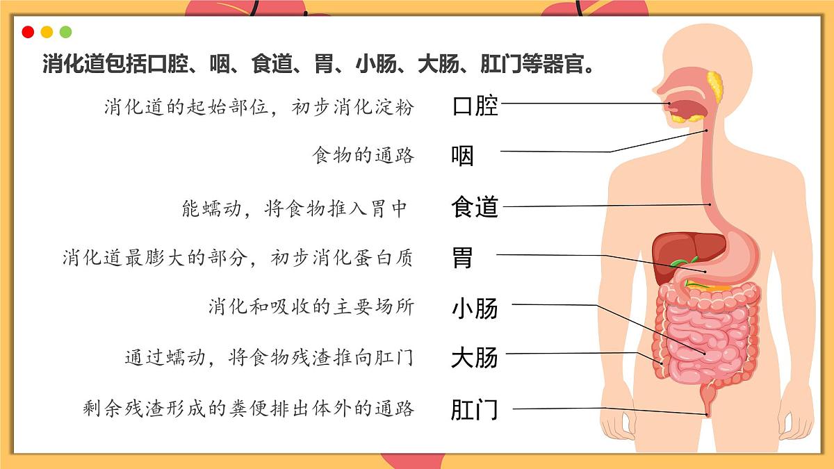 2024-2025学年人教版生物七年级下册 4.2.2 消化和吸收  课件第7页