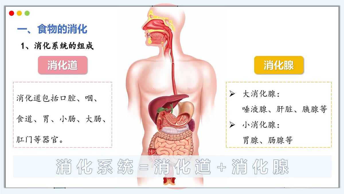 2024-2025学年人教版生物七年级下册 4.2.2 消化和吸收 课件第5页