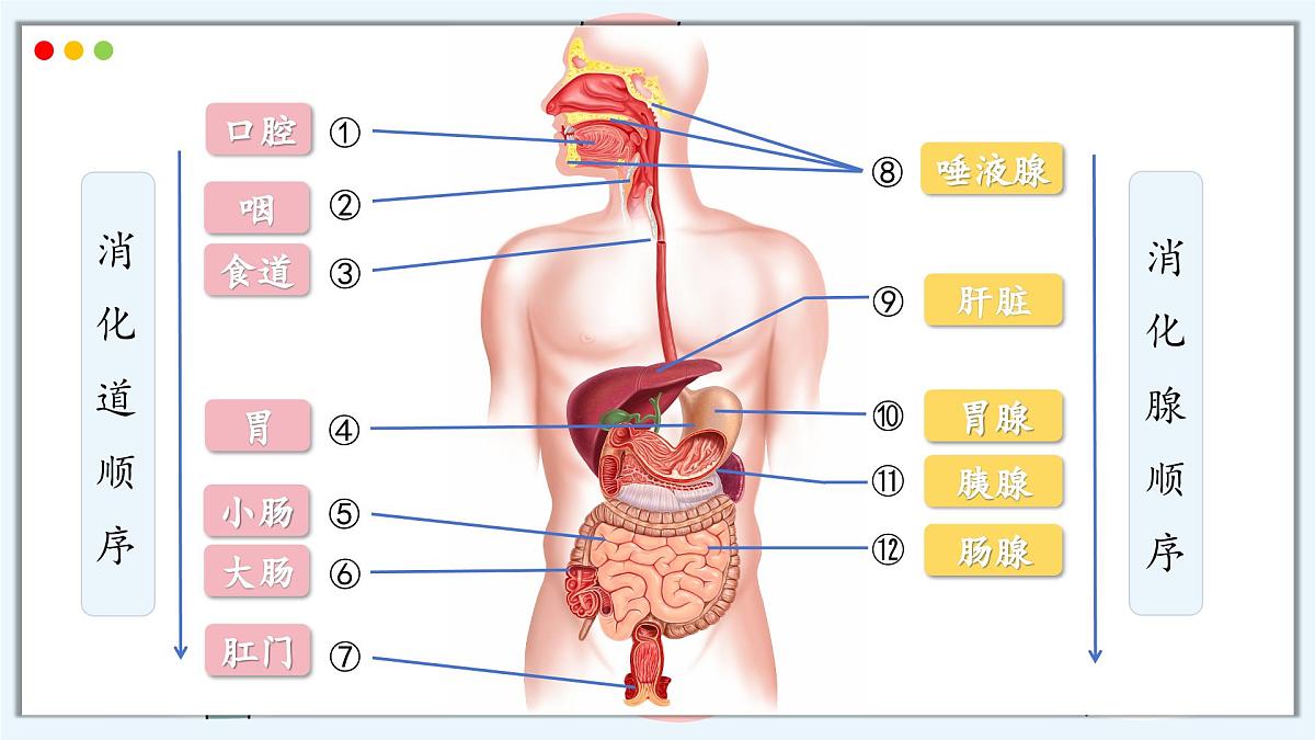 2024-2025学年人教版生物七年级下册 4.2.2 消化和吸收 课件第6页