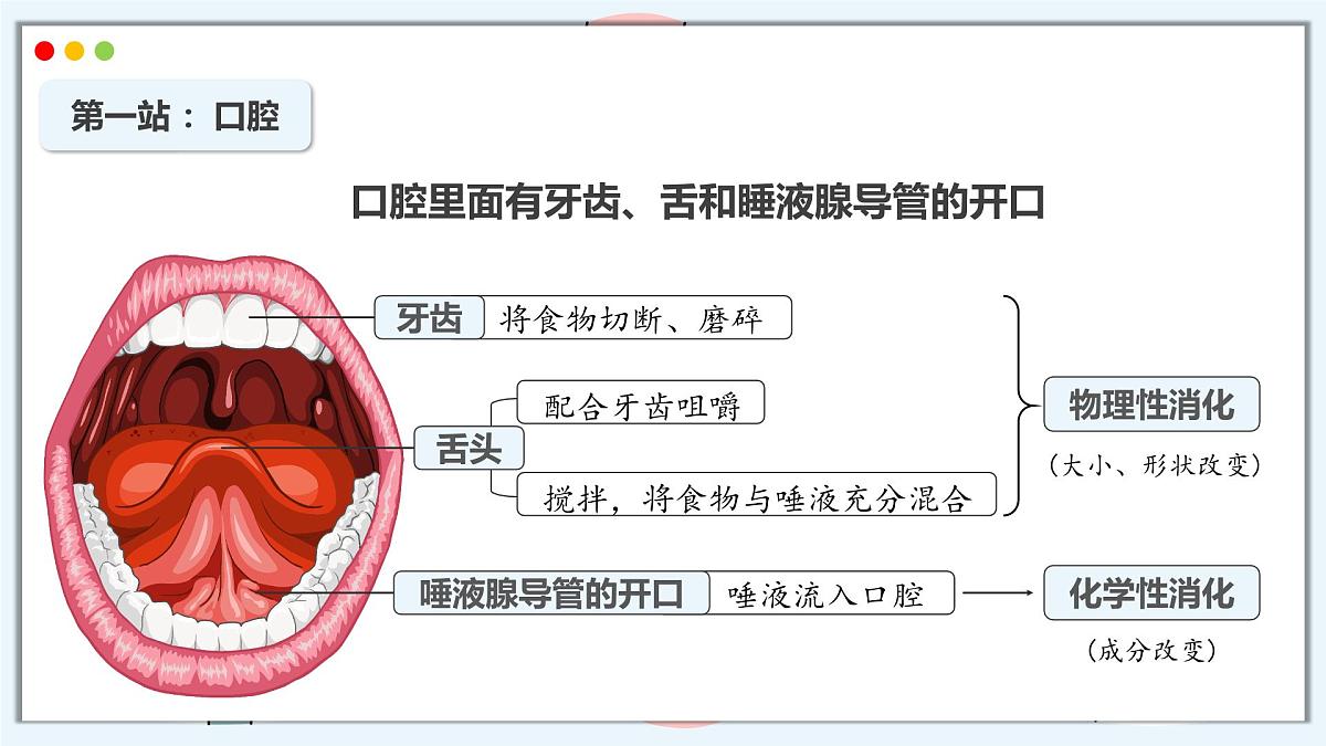 2024-2025学年人教版生物七年级下册 4.2.2 消化和吸收 课件第8页