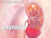 2024-2025學(xué)年人教版生物七年級(jí)下冊(cè) 4.5  人體內(nèi)廢物的排出 課件