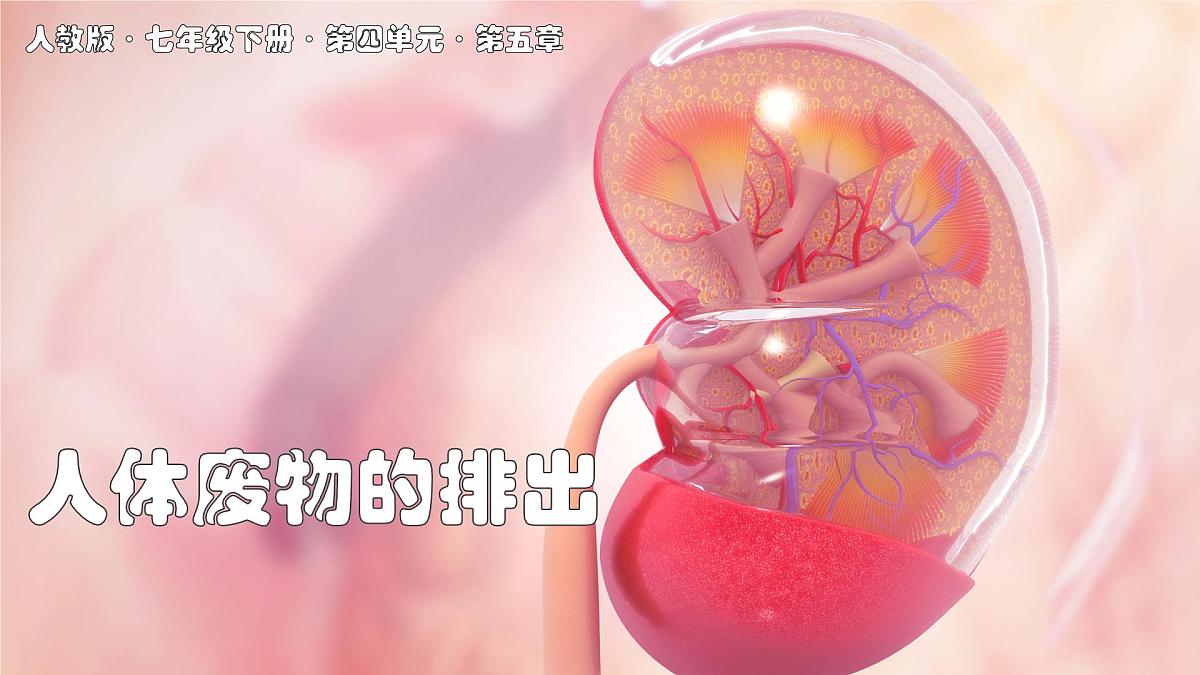 2024-2025学年人教版生物七年级下册 4.5 人体内废物的排出 课件第1页