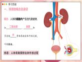 2024-2025學(xué)年人教版生物七年級(jí)下冊(cè) 4.5  人體內(nèi)廢物的排出 課件