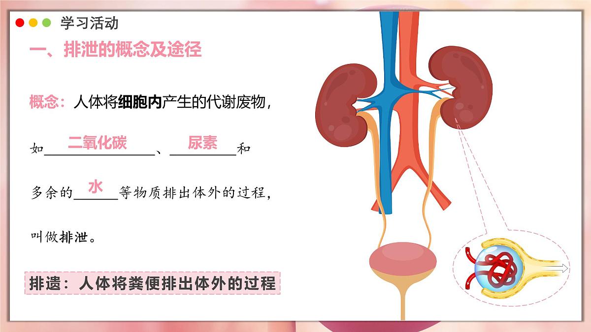 2024-2025学年人教版生物七年级下册 4.5 人体内废物的排出 课件第4页