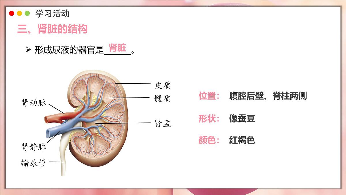 2024-2025学年人教版生物七年级下册 4.5 人体内废物的排出 课件第7页