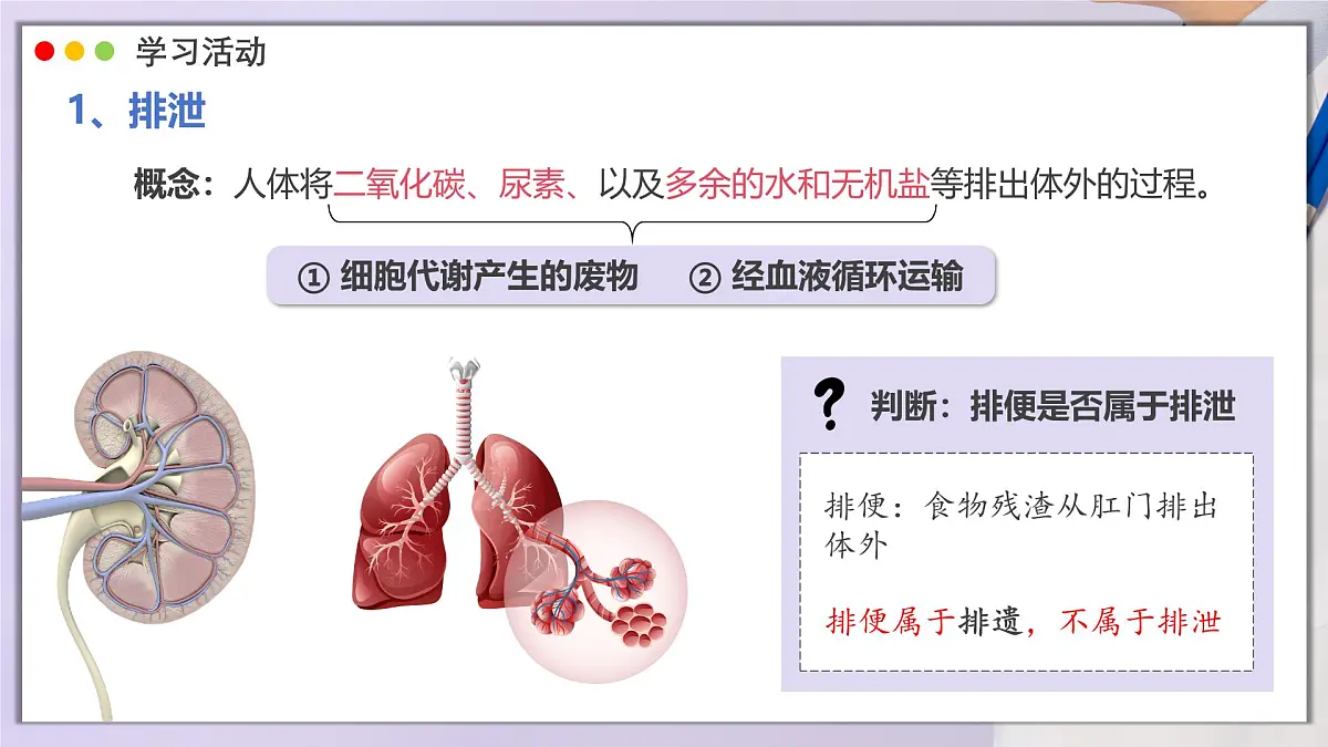 2024-2025学年人教版生物七年级下册 4.5 人体内废物的排出 课件第5页