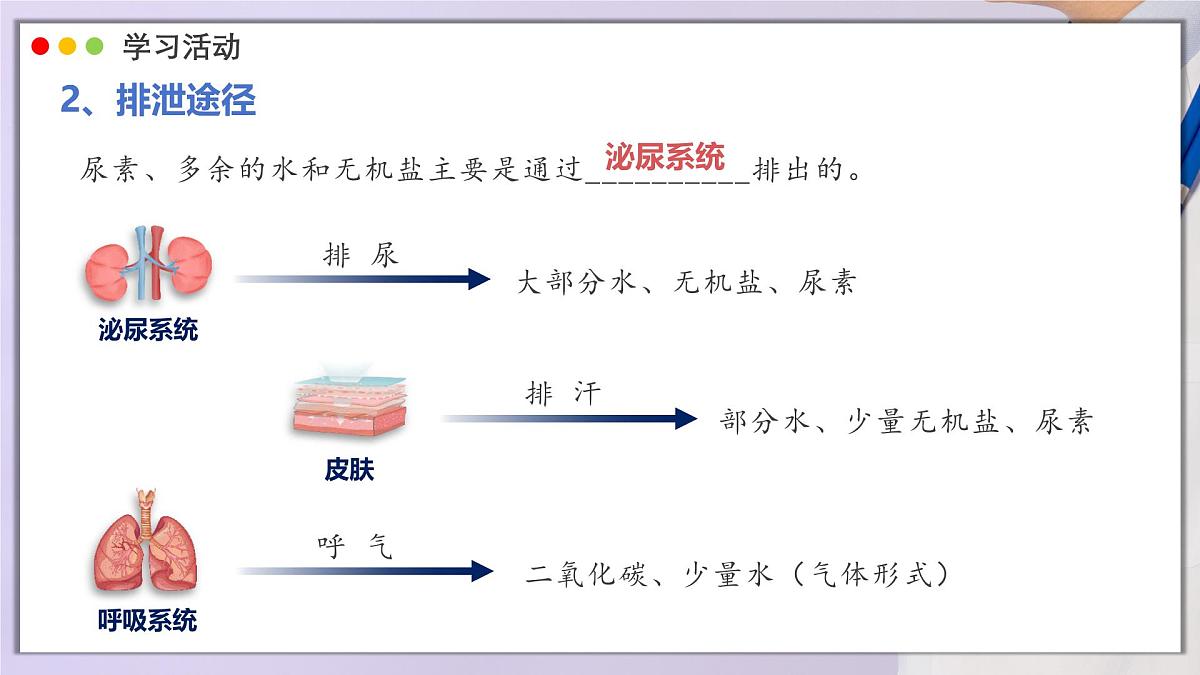 2024-2025学年人教版生物七年级下册 4.5 人体内废物的排出 课件第6页