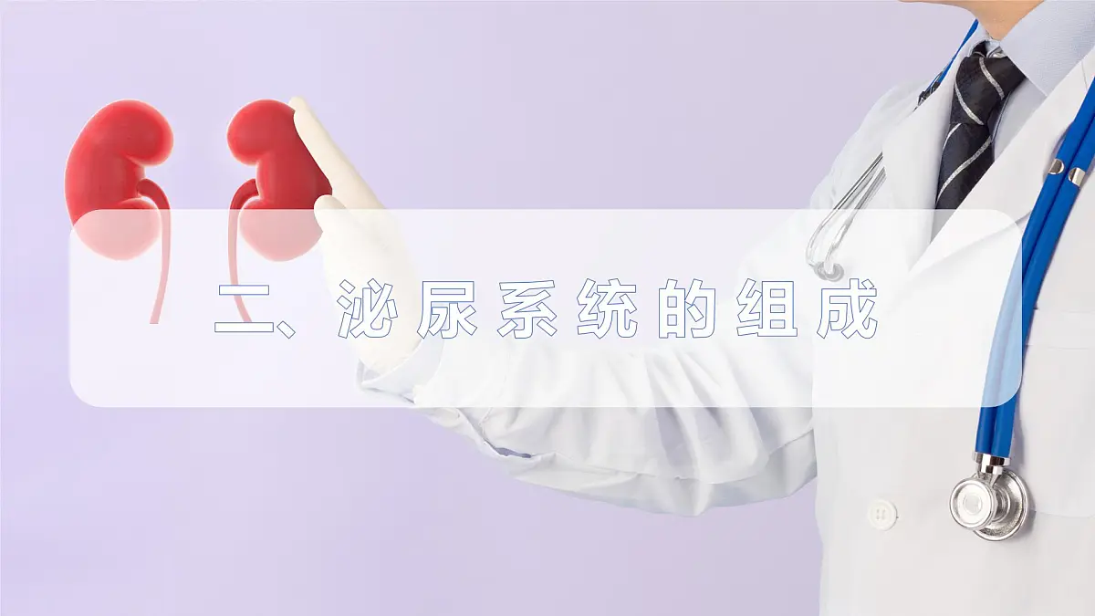 2024-2025学年人教版生物七年级下册 4.5 人体内废物的排出 课件第7页