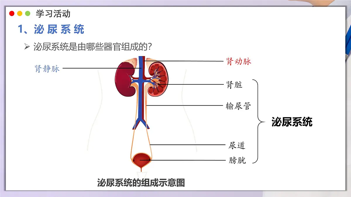 2024-2025学年人教版生物七年级下册 4.5 人体内废物的排出 课件第8页