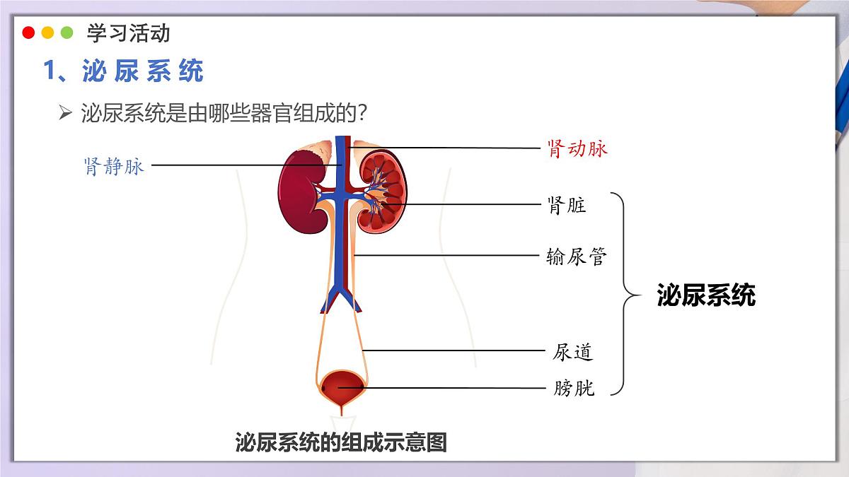 2024-2025学年人教版生物七年级下册 4.5 人体内废物的排出 课件第8页