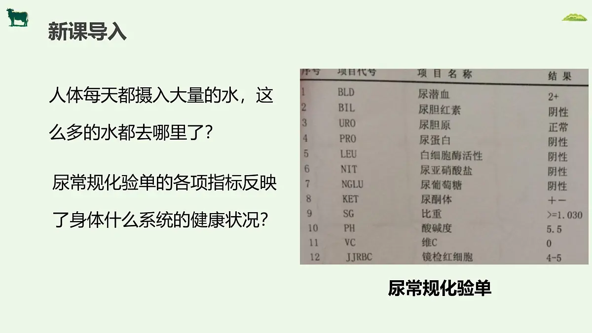 2024-2025学年人教版生物七年级下册 4.5人体内废物的排出 课件第3页