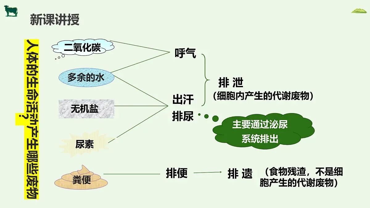2024-2025学年人教版生物七年级下册 4.5人体内废物的排出 课件第4页