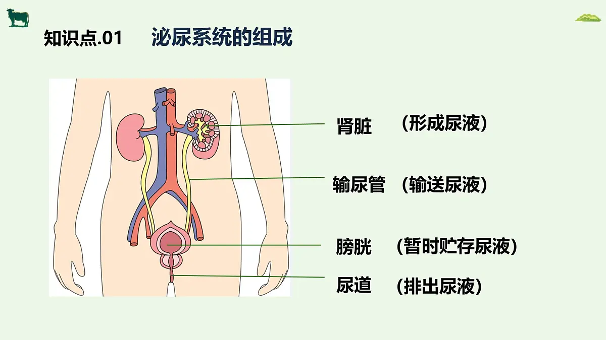 2024-2025学年人教版生物七年级下册 4.5人体内废物的排出 课件第5页