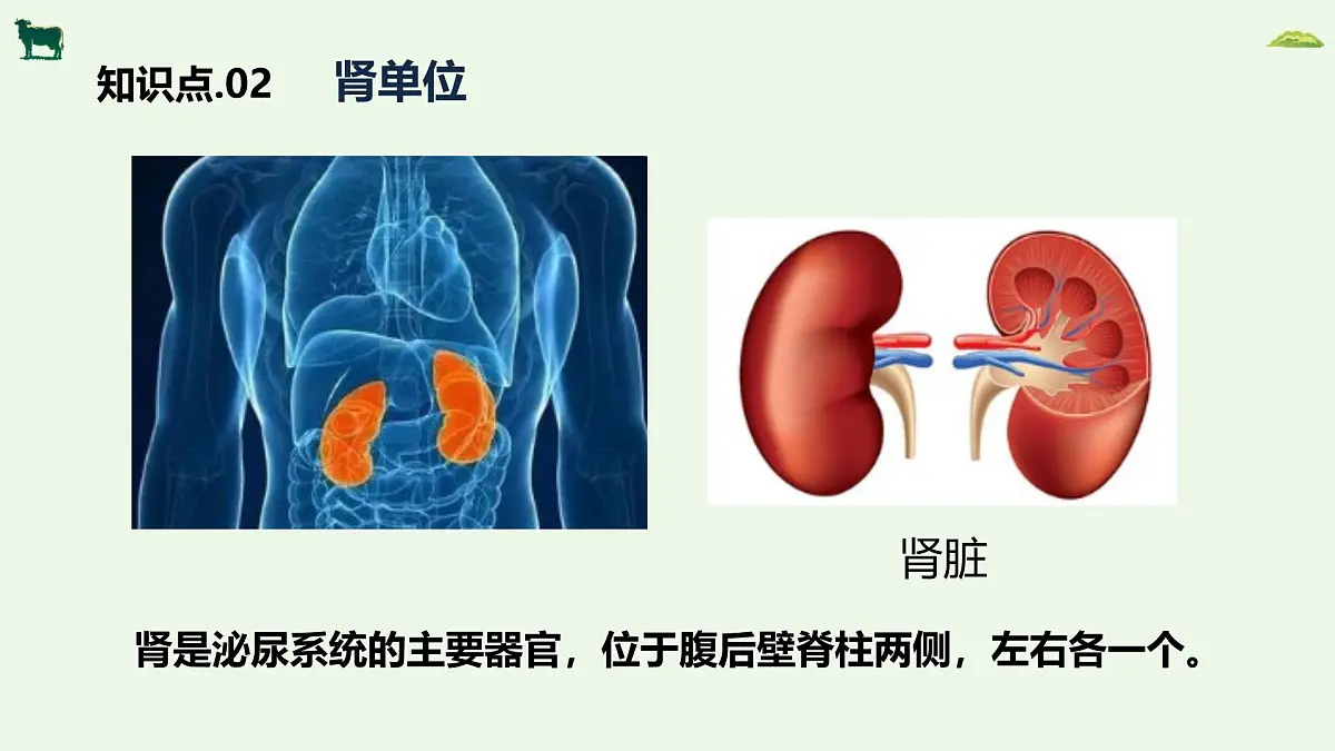 2024-2025学年人教版生物七年级下册 4.5人体内废物的排出 课件第6页