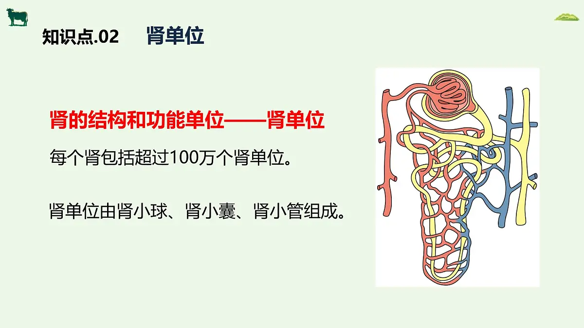 2024-2025学年人教版生物七年级下册 4.5人体内废物的排出 课件第7页