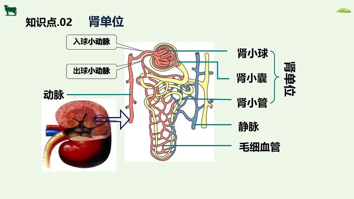 2024-2025学年人教版生物七年级下册 4.5人体内废物的排出 课件第8页