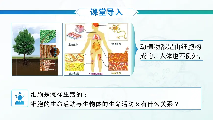 人教版2024七年级上册生物《细胞的生活》 课件第2页