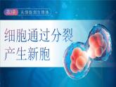 人教版2024七年級上冊生物《細(xì)胞通過分裂產(chǎn)生新細(xì)胞》 課件