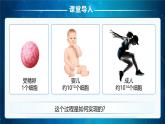 人教版2024七年級上冊生物《細(xì)胞通過分裂產(chǎn)生新細(xì)胞》 課件