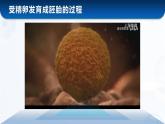 人教版2024七年級上冊生物《細(xì)胞通過分裂產(chǎn)生新細(xì)胞》 課件
