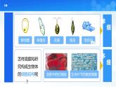 人教版2024七年級(jí)上冊(cè)生物《學(xué)習(xí)使用顯微鏡》 課件