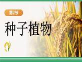 人教版2024七年級上冊生物《種子植物》 課件