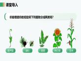 人教版2024七年級上冊生物《種子植物》 課件