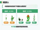 人教版2024七年級上冊生物《種子植物》 課件
