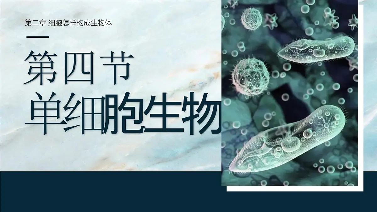 人教版2024七年级上册生物单细胞生物 课件第1页