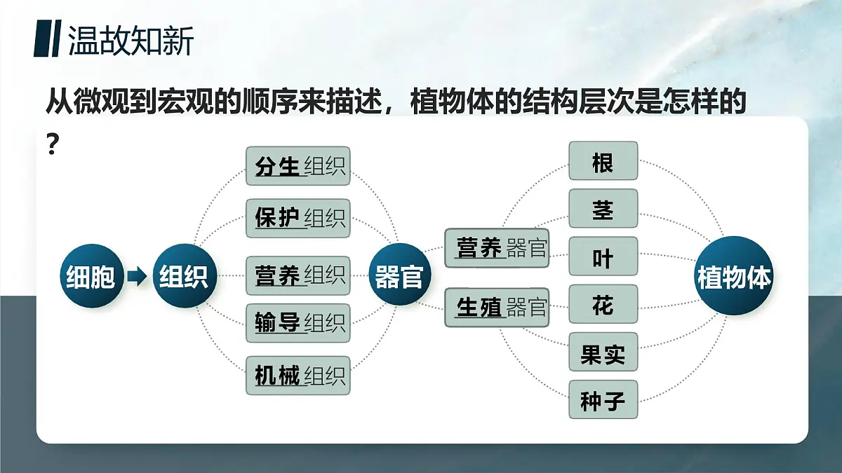 人教版2024七年级上册生物单细胞生物 课件第3页