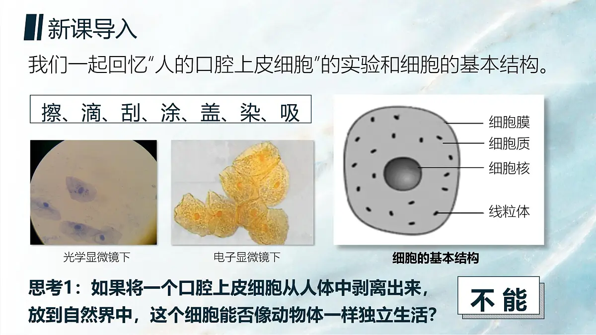 人教版2024七年级上册生物单细胞生物 课件第4页