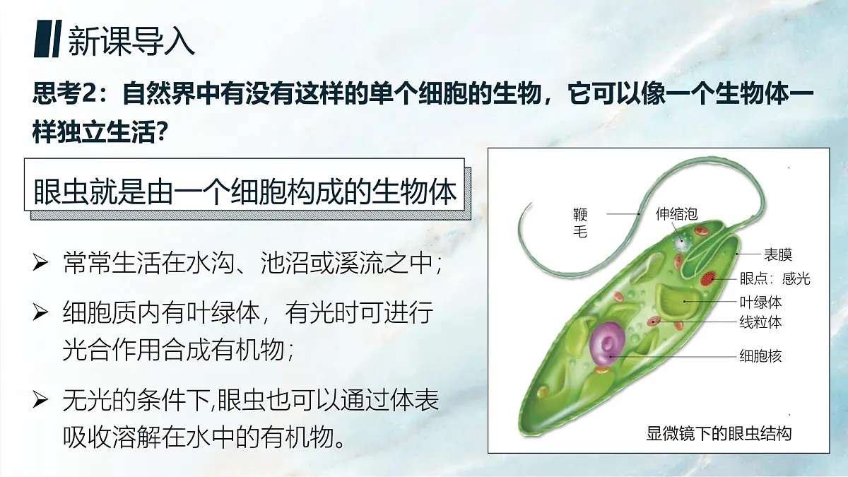 人教版2024七年级上册生物单细胞生物 课件第5页