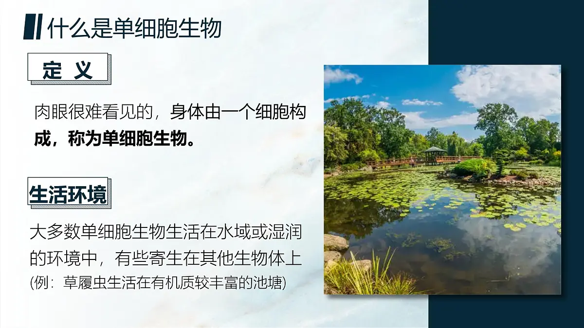 人教版2024七年级上册生物单细胞生物 课件第7页