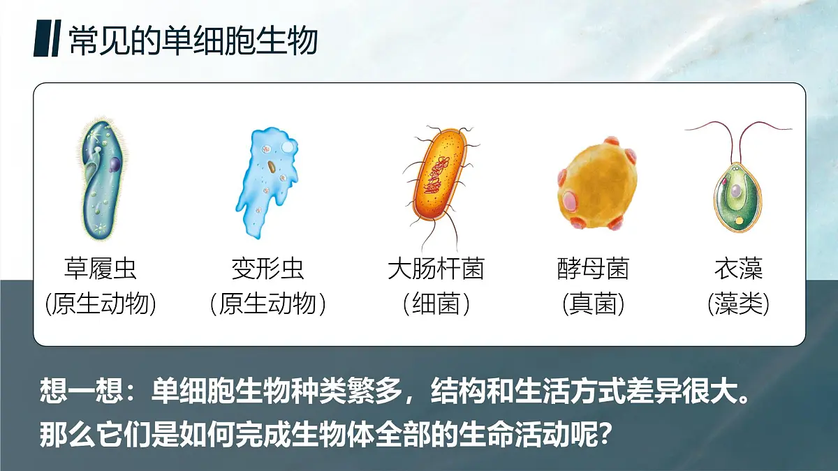 人教版2024七年级上册生物单细胞生物 课件第8页