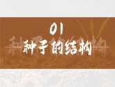 人教版2024七年級上冊生物種子植物 課件