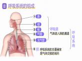人教版2024七年級(jí)下冊(cè)生物3.1 呼吸道對(duì)空氣的處理 課件
