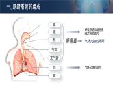 人教版2024七年級(jí)下冊(cè)生物呼吸道對(duì)空氣的處理 課件