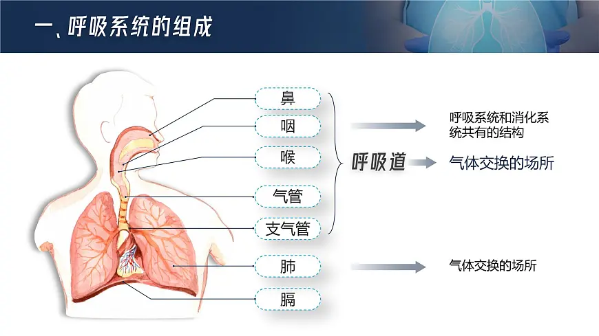 人教版2024七年级下册生物呼吸道对空气的处理 课件第4页