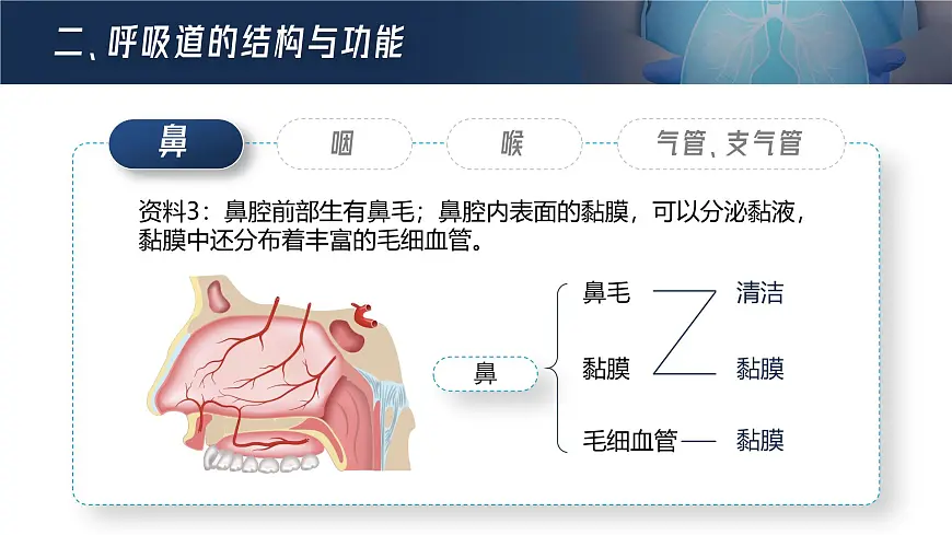 人教版2024七年级下册生物呼吸道对空气的处理 课件第7页