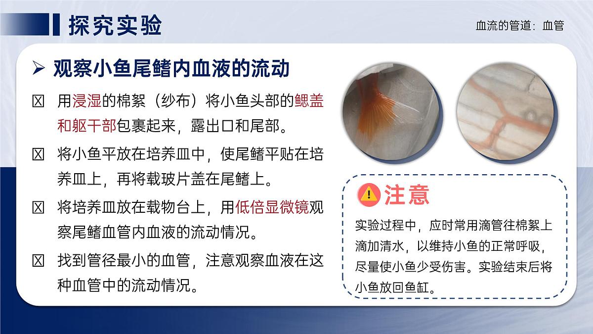 人教版2024七年级下册生物4.4.2血流的管道血管 课件第4页