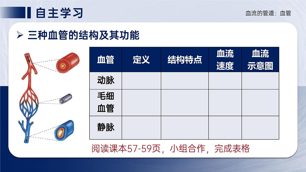 人教版2024七年级下册生物4.4.2血流的管道血管 课件第8页