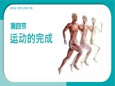 初中生物冀少版（2024）七年級下冊3.5.4 運動的完成 課件