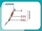初中生物冀少版（2024）七年級下冊3.5.4 運動的完成 課件