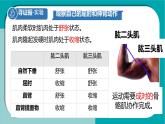 初中生物冀少版（2024）七年級下冊3.5.4 運動的完成 課件