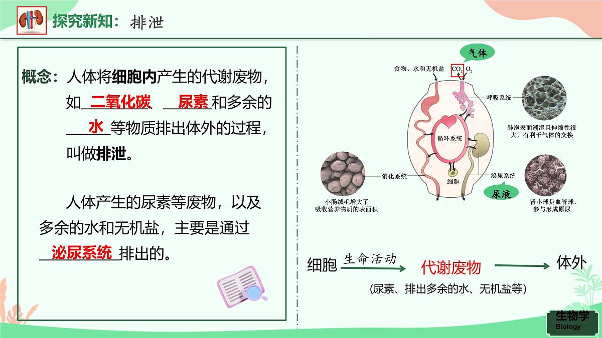 第五章+人体内废物的排出课件-2024-2025学年人教版生物七年级下册第4页