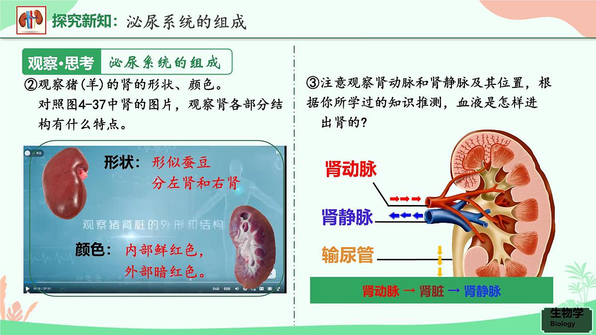 第五章+人体内废物的排出课件-2024-2025学年人教版生物七年级下册第6页