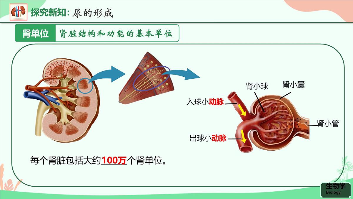 第五章+人体内废物的排出课件-2024-2025学年人教版生物七年级下册第7页
