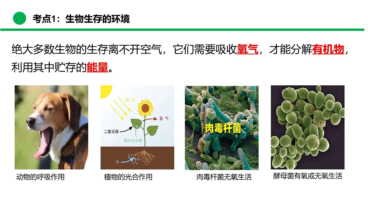 专题01+生物与环境（复习课件）-2024-2025学年七年级生物下学期期末考点大串讲（苏教版2024）课件第8页