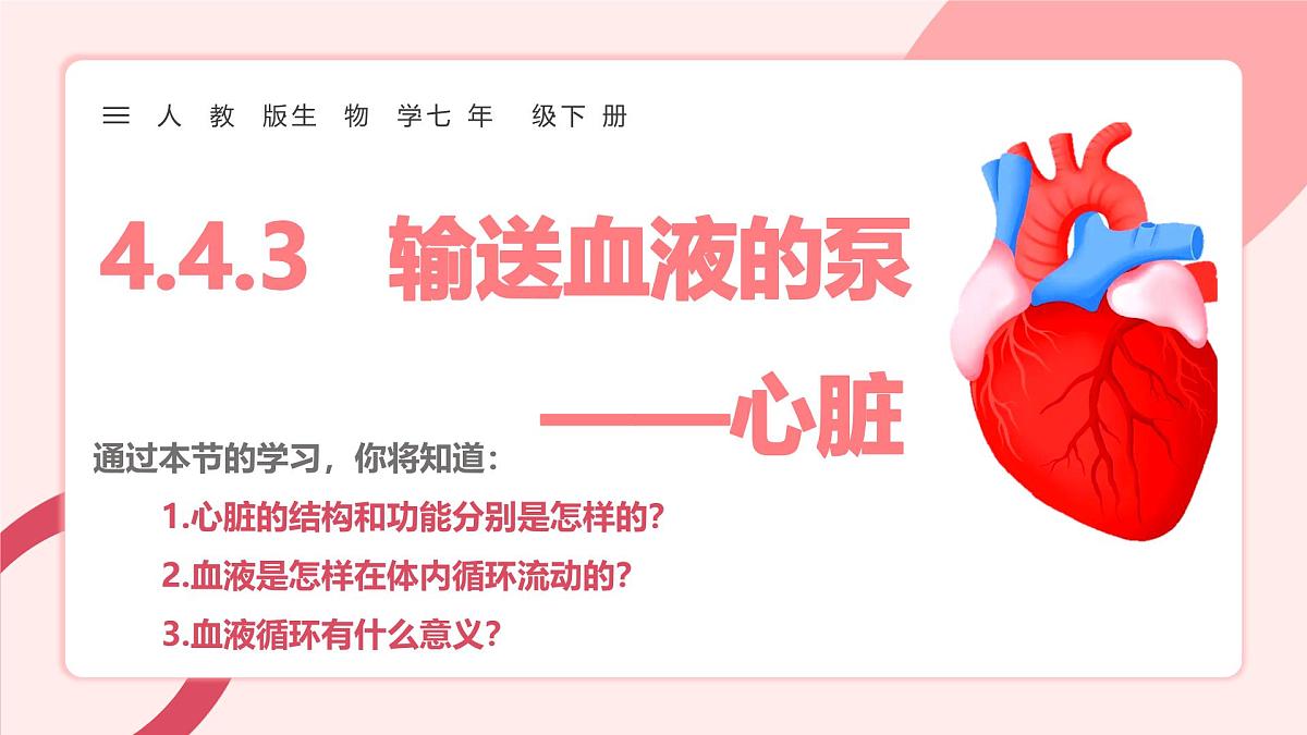 4.4.3输送血液的泵——心脏（第1课时）课件 2025学年人教版（2024）生物七年级下册第1页